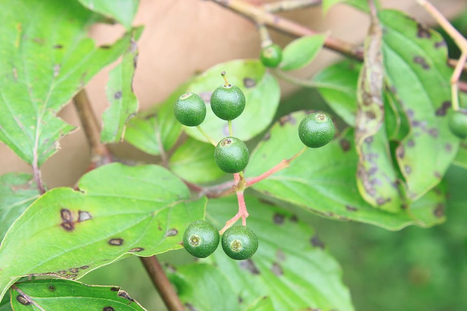 cornus, dogwood, green, raw, sanguinea, fruit, nature, leaf HD wallpaper