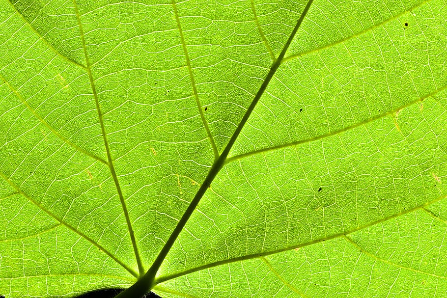 leaf, bottom, linde, nature, light, backlighting, leaf veins HD wallpaper