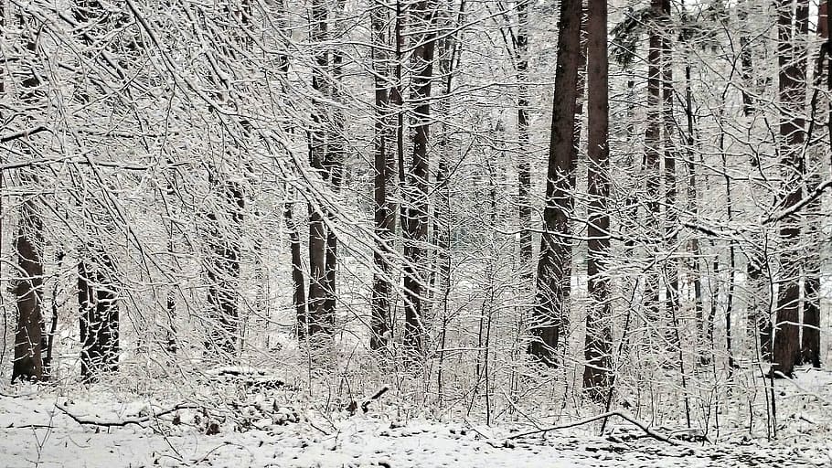 frost, winter, snowy, forest, tree, nature, plant, land, cold temperature HD wallpaper