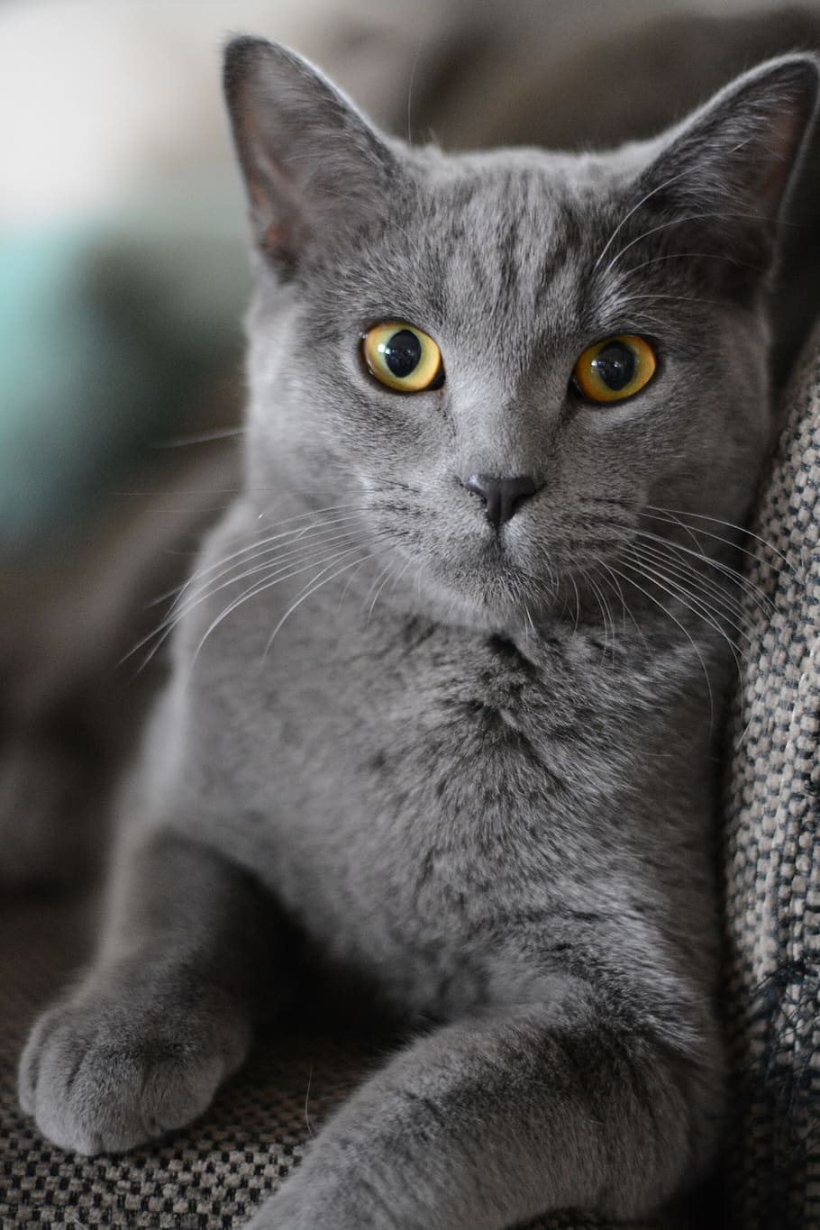 gray Persian cat on gray cloth, portrait, kitten, domestic cat