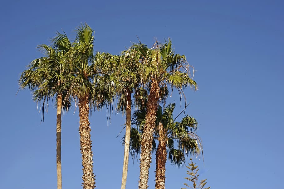 Palm Trees, Sky, Blue, Partly Cloudy, summer, lanzarote, clear sky HD wallpaper