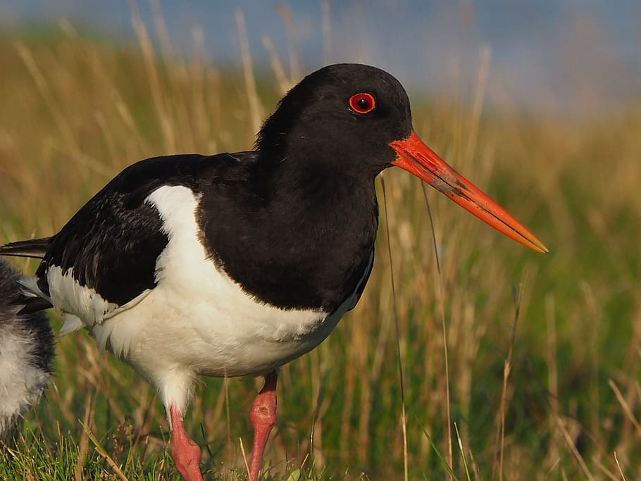 wader, animals, birds, one animal, animals in the wild, animal themes HD wallpaper