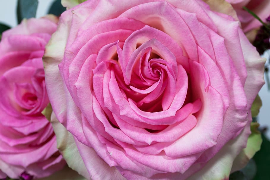 bouquet, rose, macro, flower, composites, autumn, nature, plant HD wallpaper