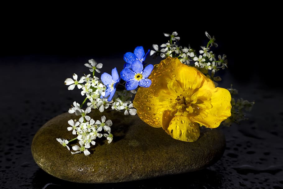 flowers, still lifes, arrangement, water, bouquet, beauty, myosotis, HD wallpaper
