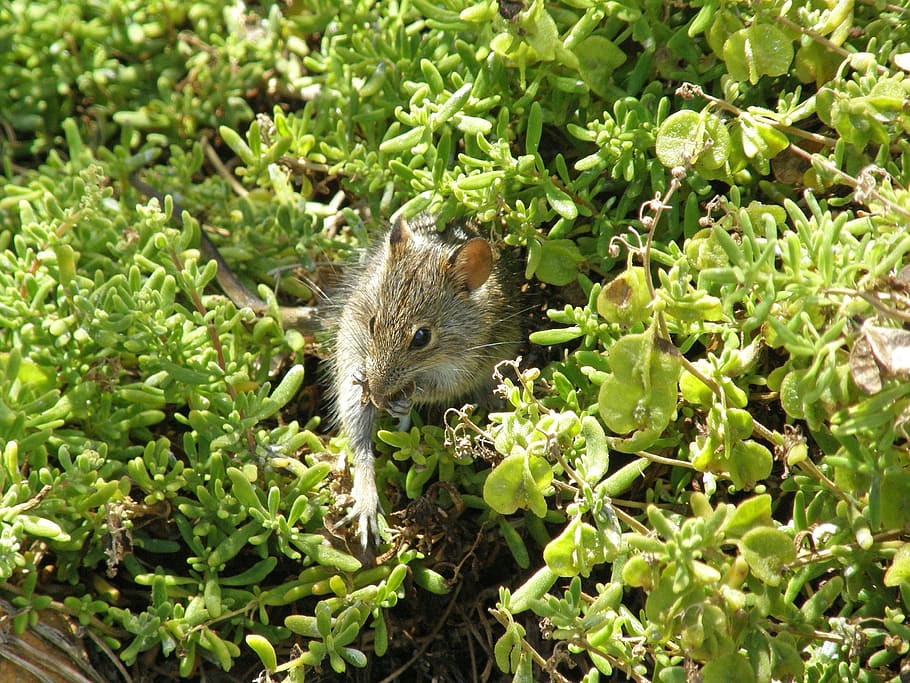 south africa, cape of good hope, mouse, cape town, cape peninsula