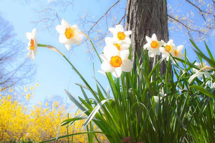 photography of white flowers, green grass, daffodils, spring HD wallpaper