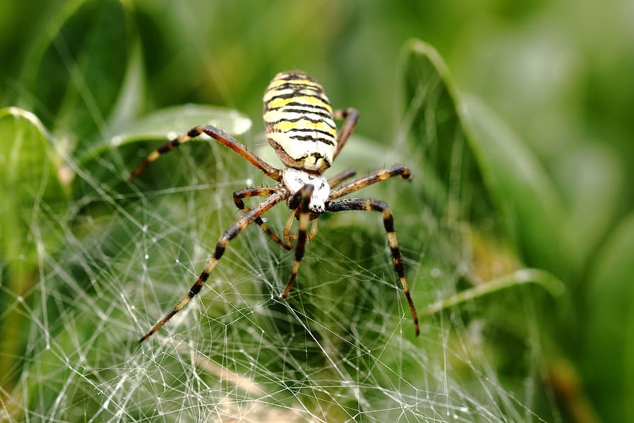 spider, canvas, spider web, nature, macro, arachnid, the nature HD wallpaper
