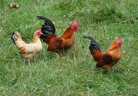 two rooster and hen on green grasses, chickens, hens, flock HD wallpaper