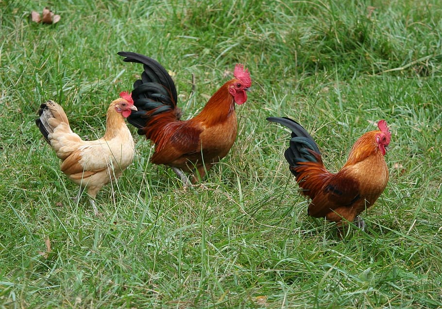 two rooster and hen on green grasses, chickens, hens, flock HD wallpaper