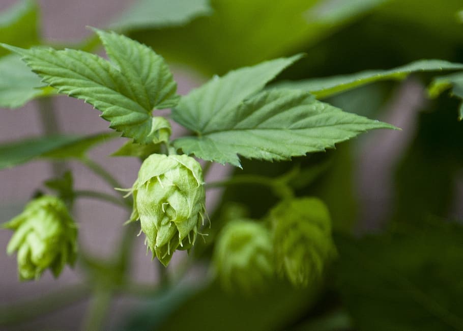Tomatillo fruit in selective focus photography, hops, beer HD wallpaper