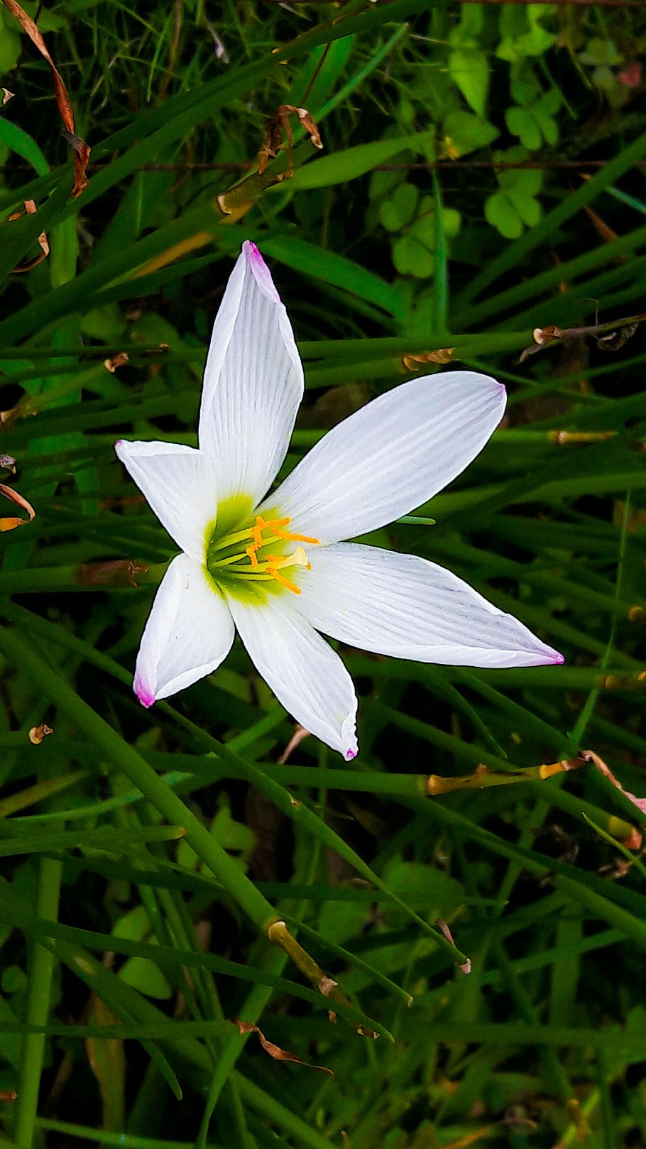 herbs, bloomer, petals, flowering plant, freshness, growth HD wallpaper