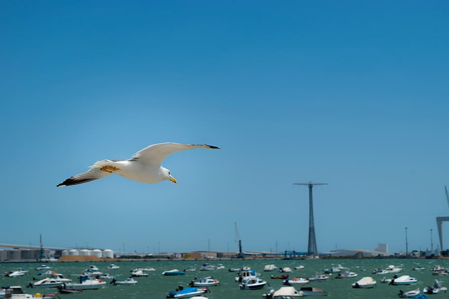 seagull, flight, sky, wings, bird, nature, animal, blue, beach HD wallpaper