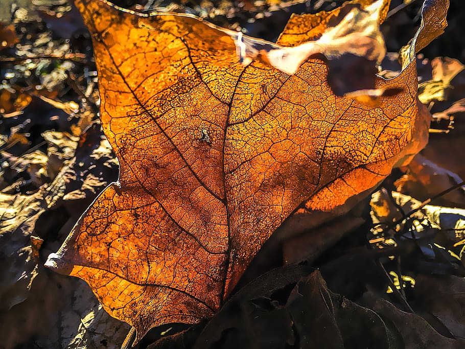 Leaf, Fall, Nature, red, autumn, bright, change, dry, day, plant part HD wallpaper