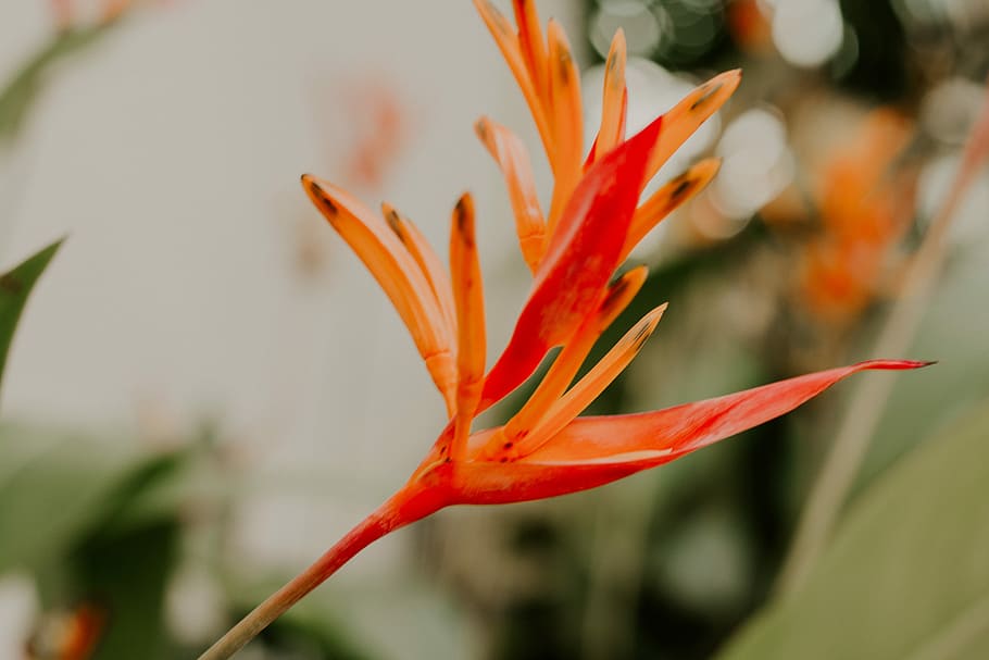 close-up photo of orange petaled flower, orange petaled flower HD wallpaper
