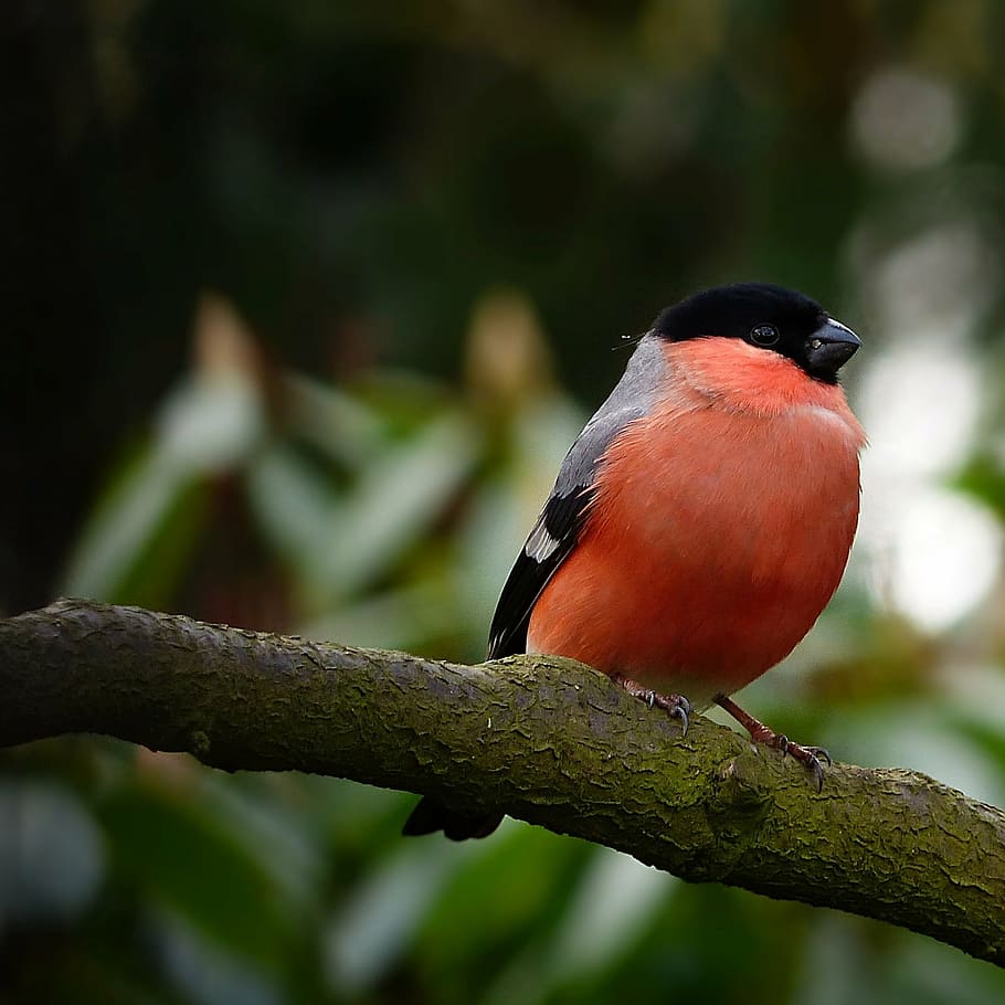 orange and black bird perching on tree branch, bullfinch, animal