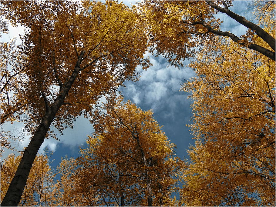 autumn, tree, yellow, orange, leaf, forest, nature, sky, plant HD wallpaper