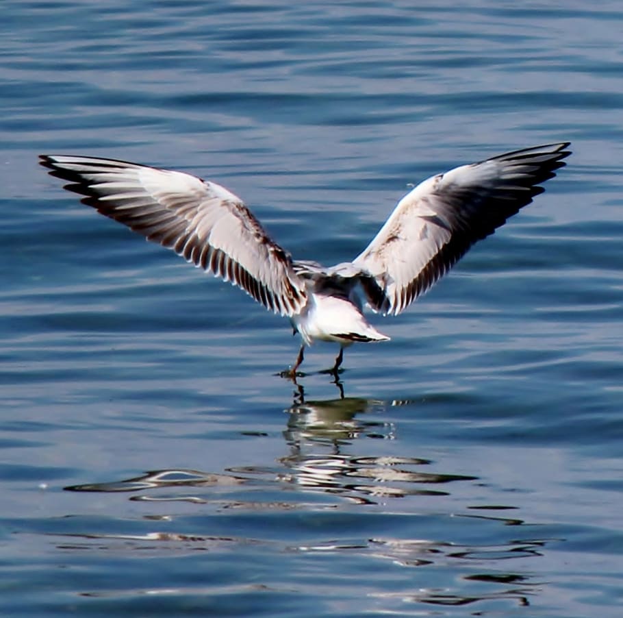 water bird, seagull, flutter, wing, spring dress, lake, lake constance HD wallpaper