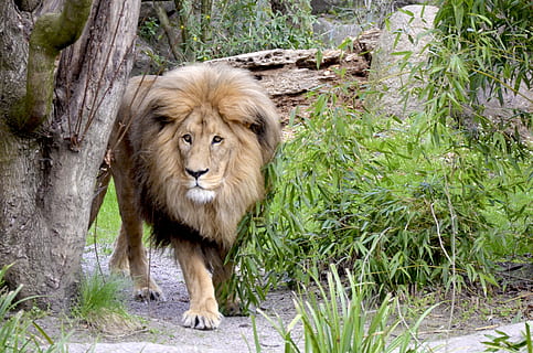 brown Lion near green leaf trees during daytime, cat, large HD wallpaper