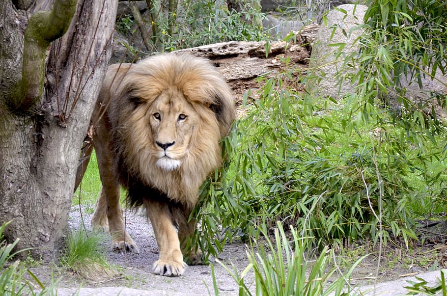 brown Lion near green leaf trees during daytime, cat, large HD wallpaper