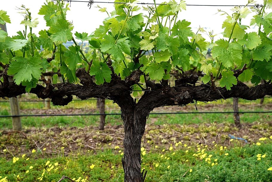 grapevine, vineyard, blossom, fruiting, grapes, agriculture HD wallpaper