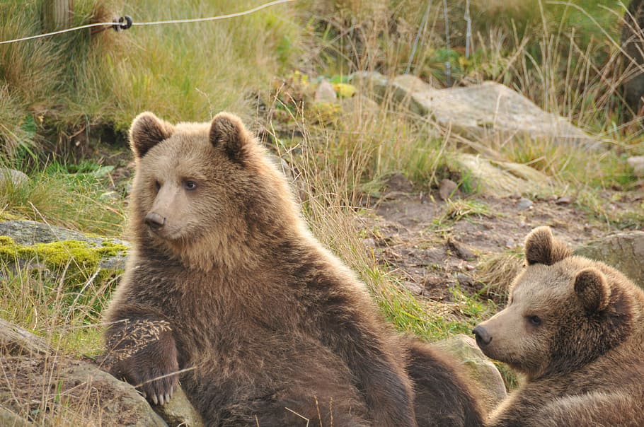 bear, zoo, autumn, animal, animal themes, animal wildlife, animals in the wild HD wallpaper