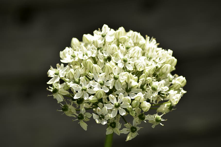 single flower, macro, white, head, season, bloom, meadow, natural HD wallpaper