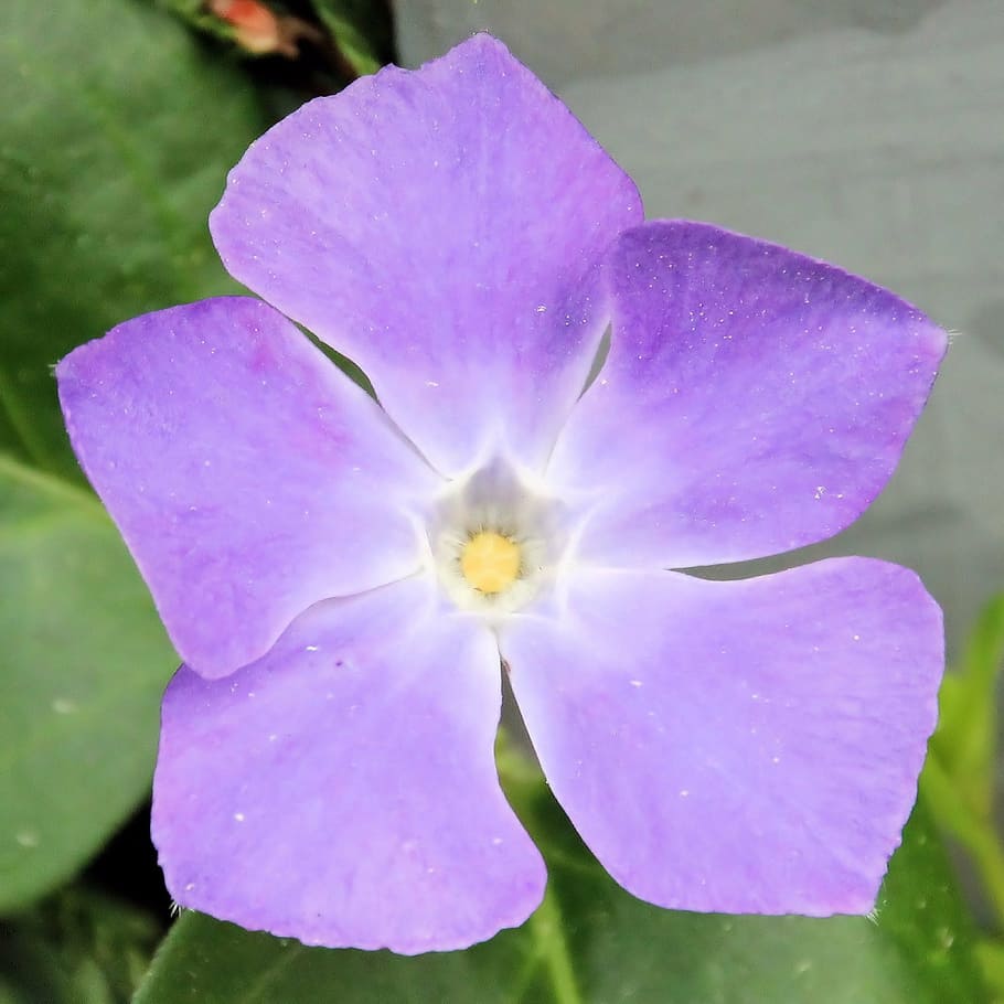 blossom, bloom, violet, flower, plant, beautiful, garden, nature HD wallpaper
