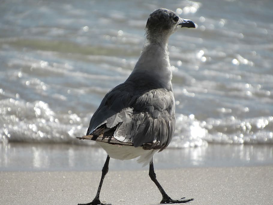 Seagull, White, Gray, Bird, Avian, Beach, animals in the wild HD wallpaper