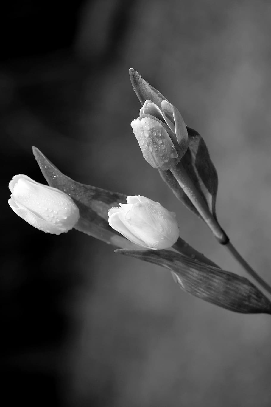 Tulip, Flowers, Drops, Spring, petal, fragility, growth, nature HD wallpaper