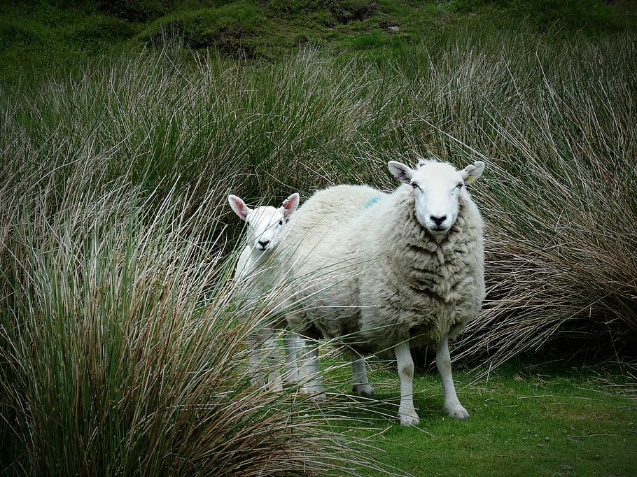 Sheep, Lamb, Rural, Countryside, long grass, farmland, animal themes HD wallpaper