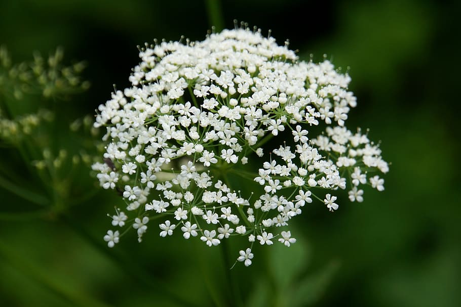 inflorescence, flower, bright, small, tender, fragile, summer HD wallpaper