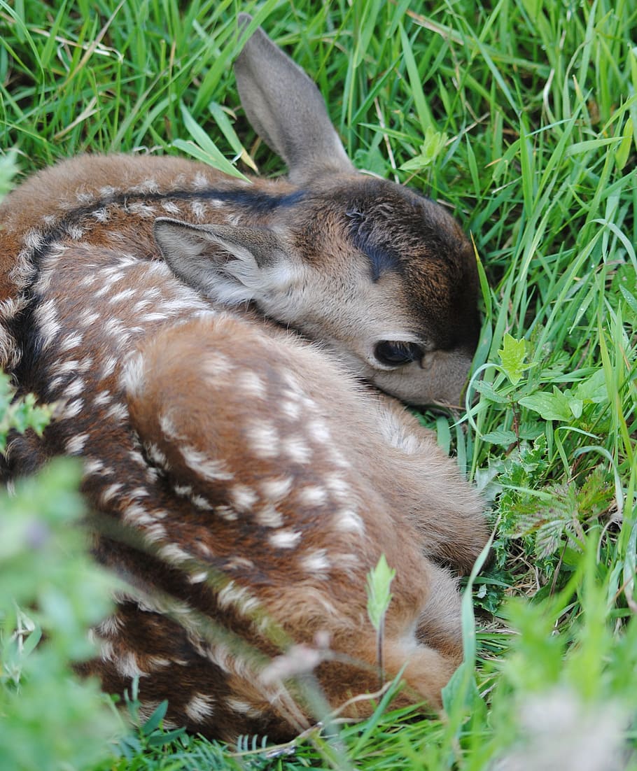 HD wallpaper: young, red, deer, calf, animal, animal themes, grass ...