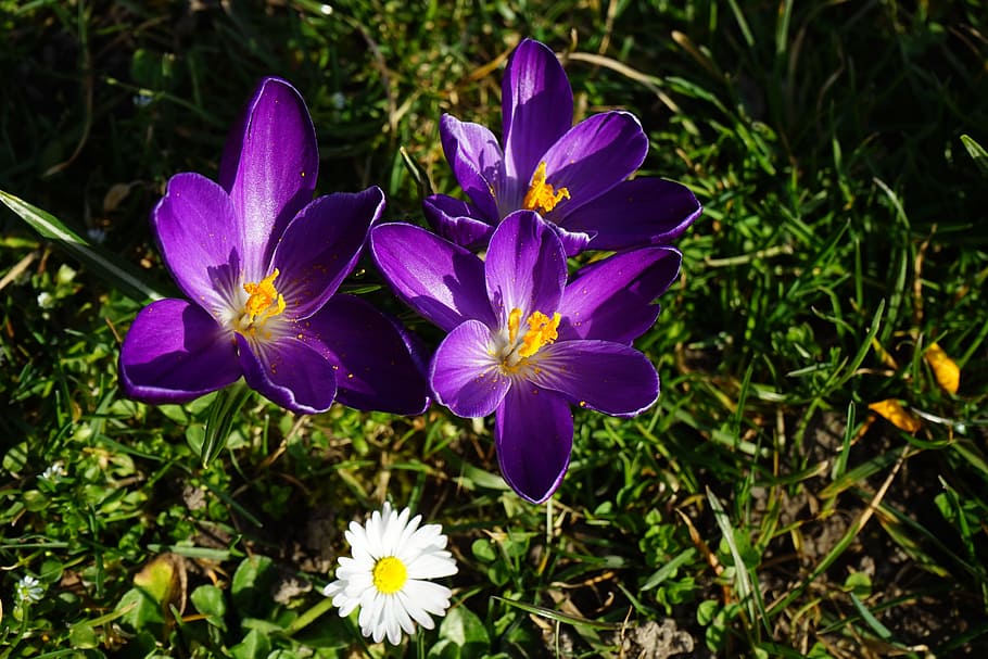 Crocus, Violet, Flower, Spring, bühen, colorful, beautiful HD wallpaper