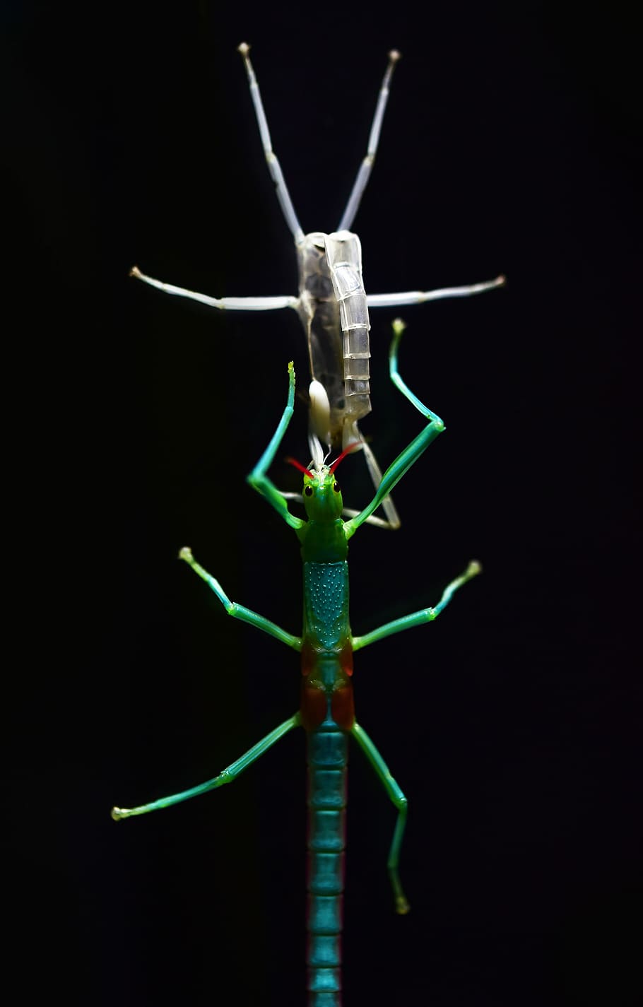 green and blue stick insect, two beige and green stick insects HD wallpaper