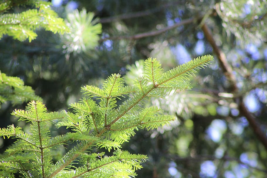 pine, iglak, pine cone, tree, twigs, branch, forest, nature HD wallpaper