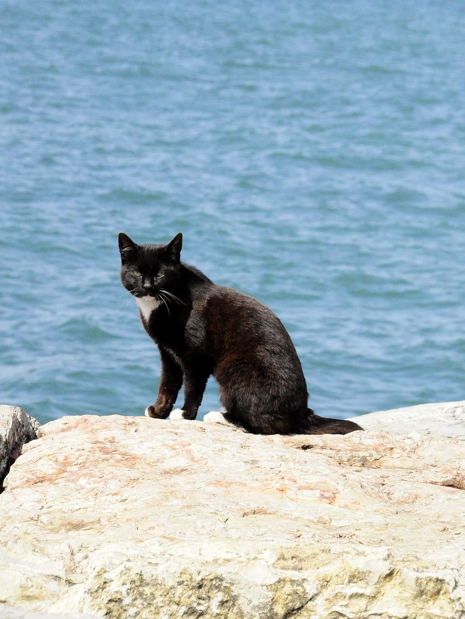 Beach, Black Cat, Pet, Istanbul, turkey, animal, domestic Cat, HD wallpaper
