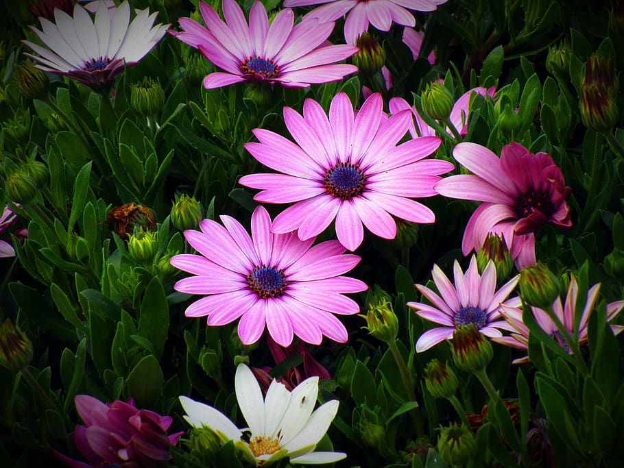 flower, garden, petal, flowering plant, freshness, fragility HD wallpaper