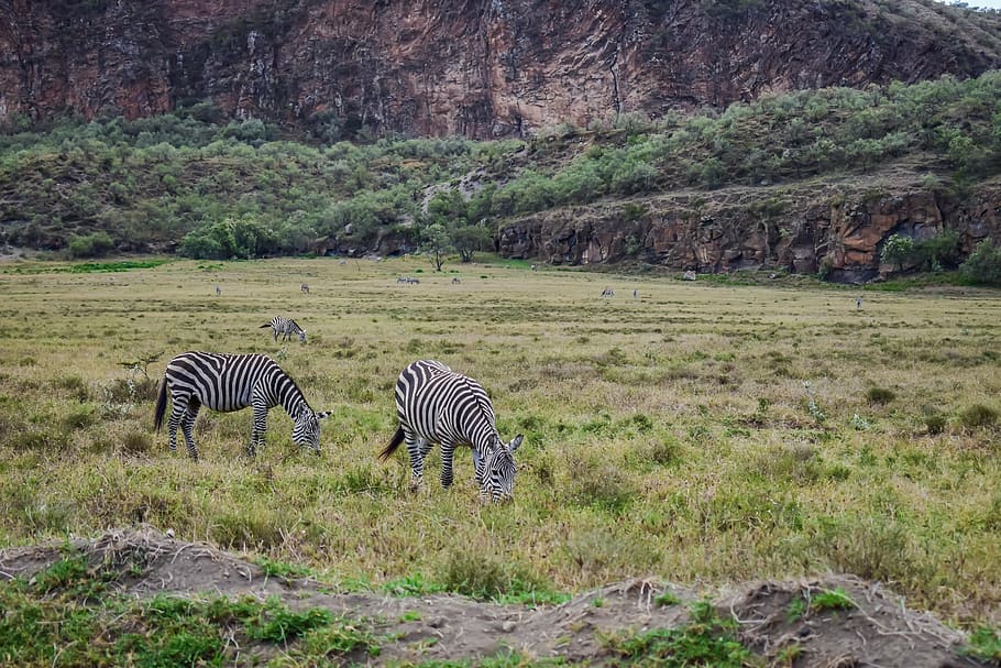 zebras, grazing, kenya, animal wildlife, striped, animal themes HD wallpaper