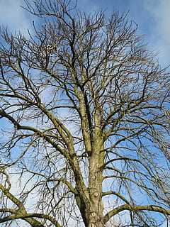 aesculus hippocastanum, horse-chestnut, conker tree, flora HD wallpaper