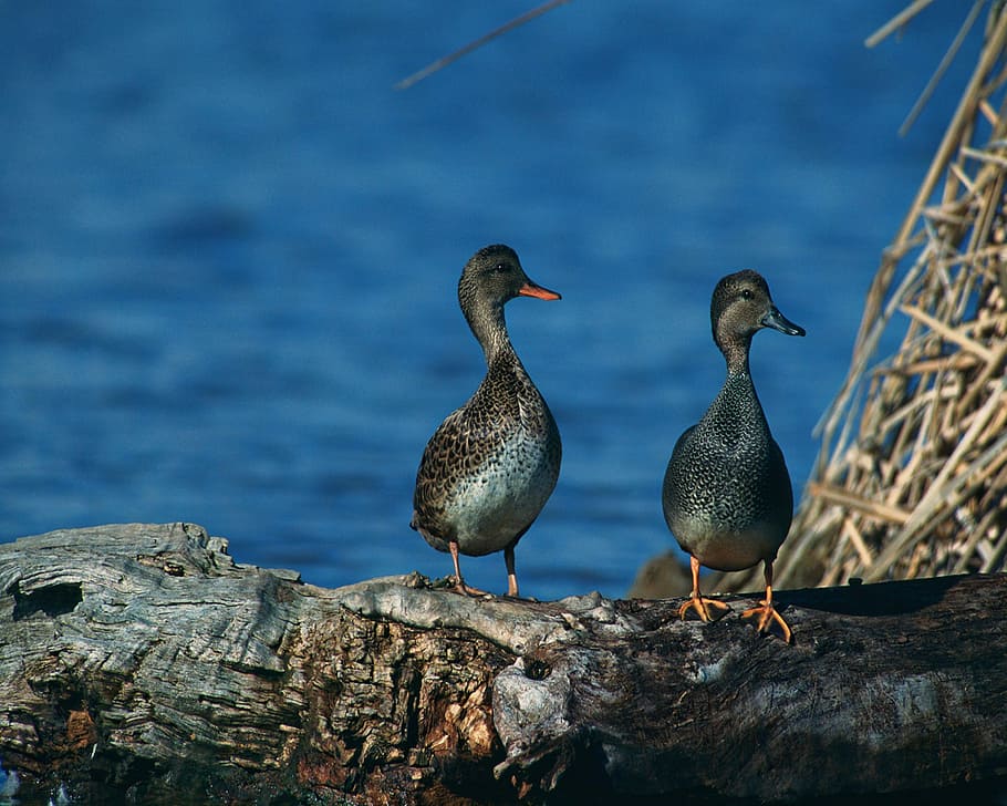 gadwalls, birds, wildlife, nature, wildfowl, feather, beak, HD wallpaper