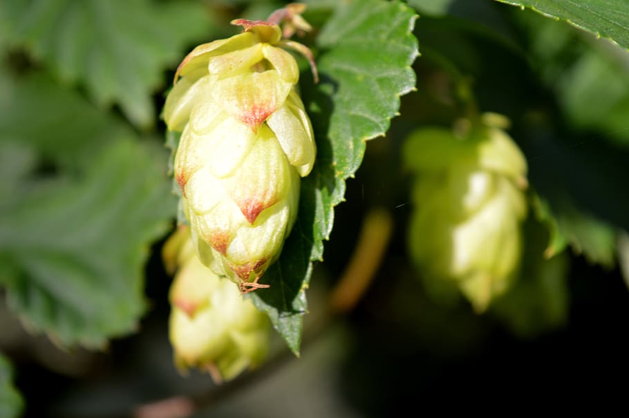 hops, green, close up, close-up, freshness, plant, growth, green color HD wallpaper