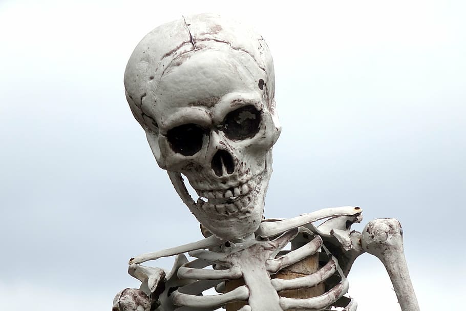 photography of human skeleton, figure, skull, pirates, halloween