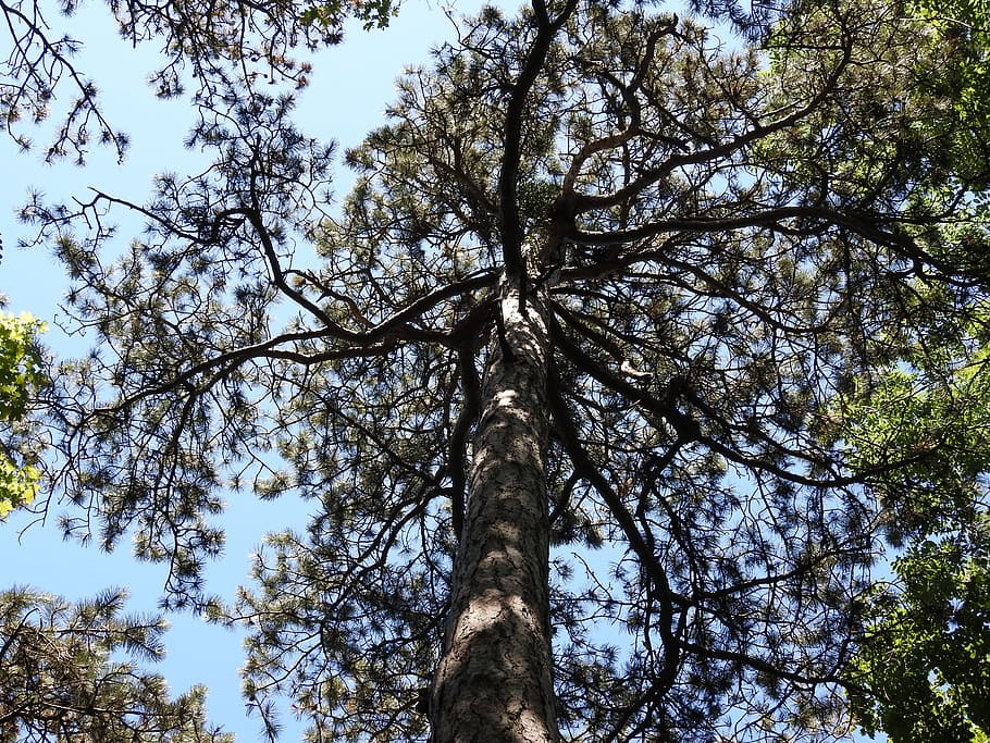 Pine Forest, Tree, low angle view, nature, day, no people, sky HD wallpaper