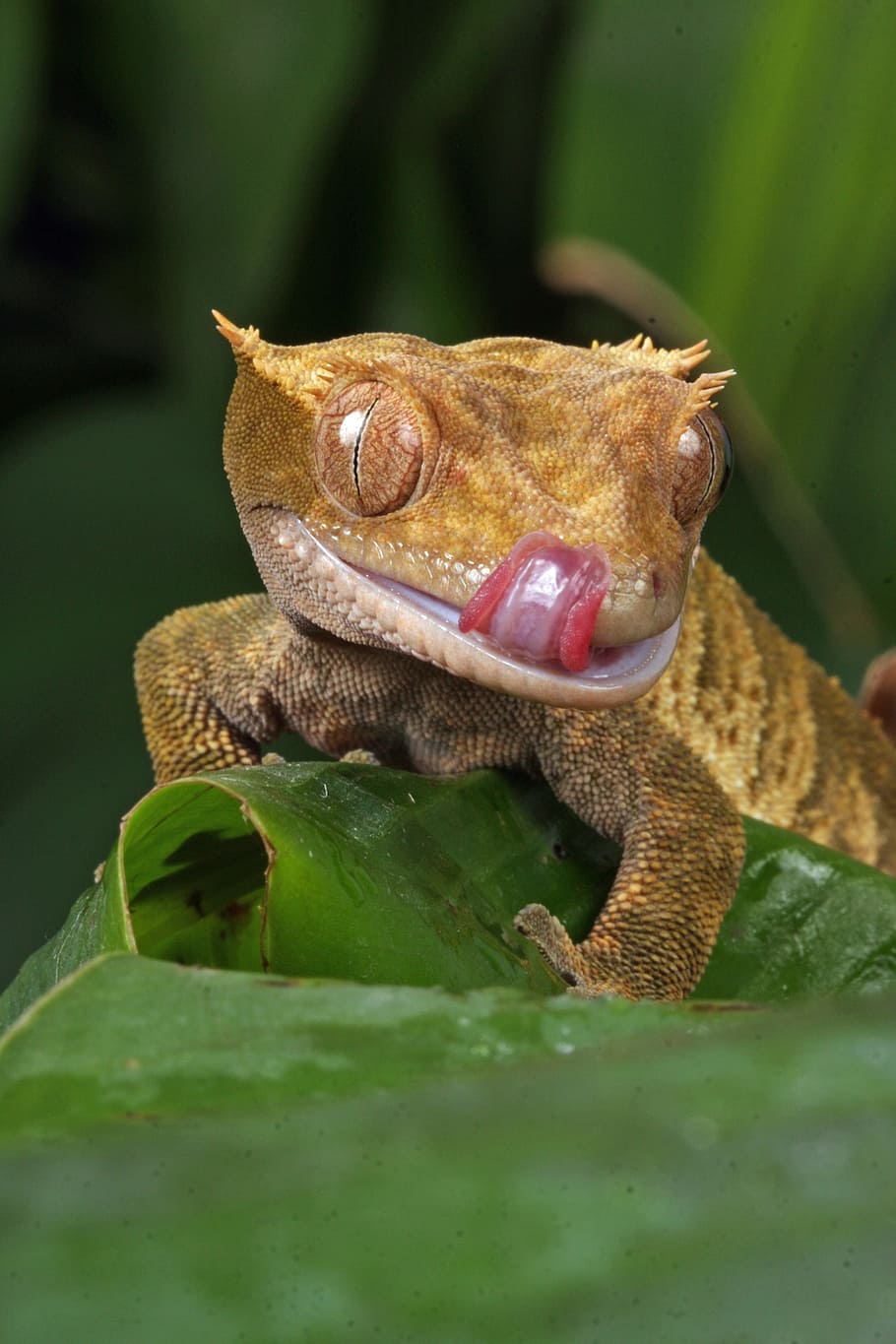 macro photography of brown reptile on leaf, gecko, close-up HD wallpaper