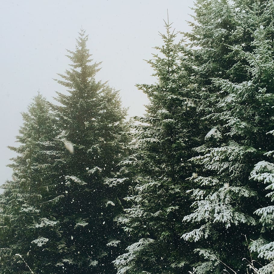 nature, forests, trees, pine, snow, winter, plant, growth, beauty in nature HD wallpaper