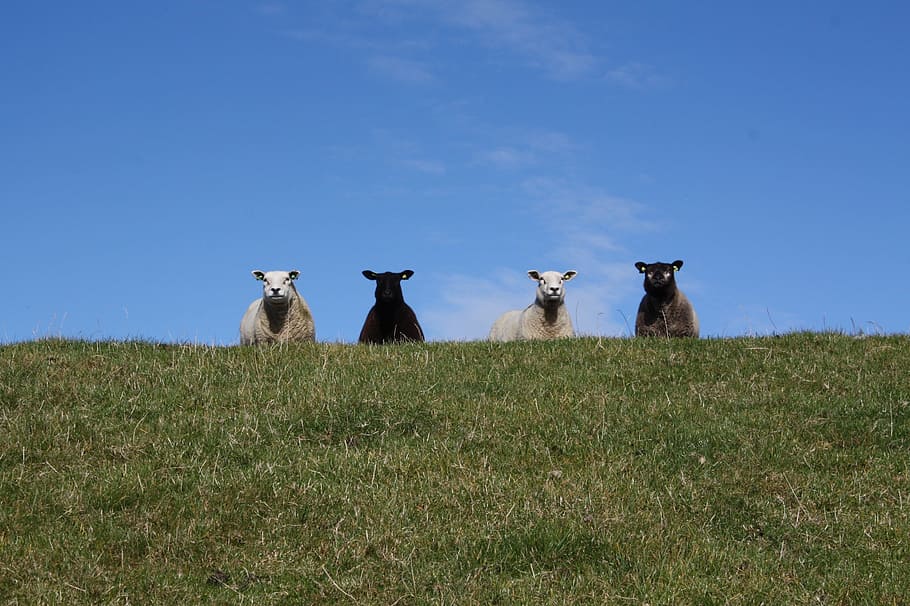 Sheep, Flock, Dike, Wool, schäfchen, flock of sheep, no people HD wallpaper