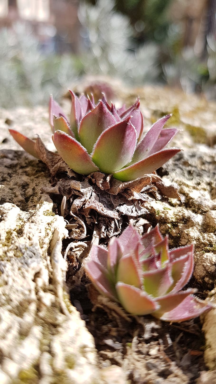 nature, flora, flower, cactus, leaf, plant, flowering plant HD wallpaper
