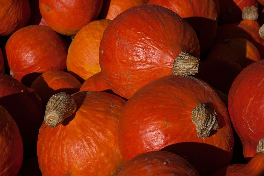 Kabocha, Cucurbita Maxima, Pumpkins, cucurbitaceae, orange HD wallpaper