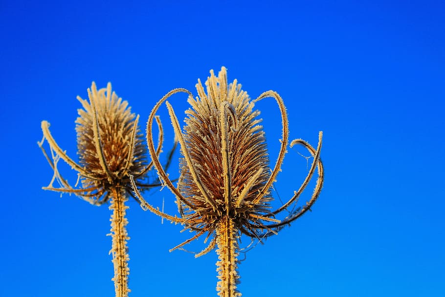spur, plant, winter, ice, prickly, pointed, close, nature, blue HD wallpaper