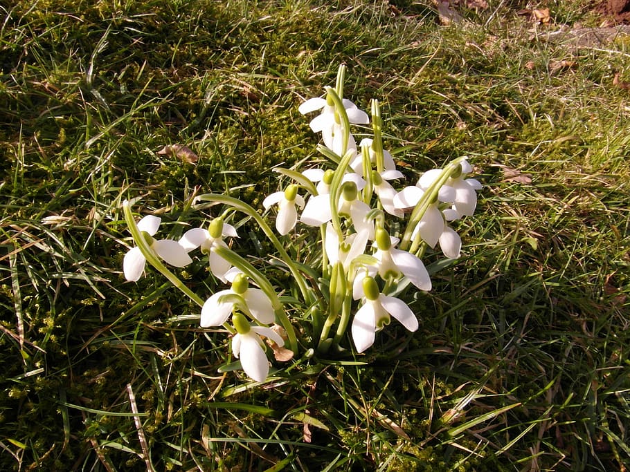 snowdrop, march, flowers, spring, white, signs of spring, meadow HD wallpaper